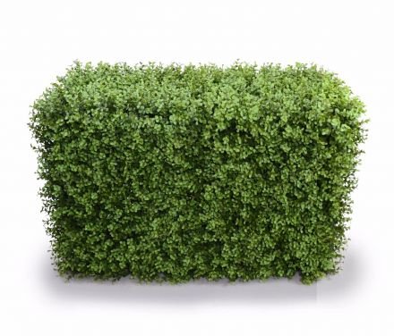 Deluxe Portable Buxus Hedges Uv Stabilised 100cm Long X 55cm High