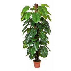 Money Plant (aureus) 185cm