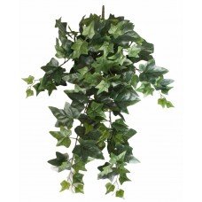 Mixed Ivy Hanging Bush 70cm